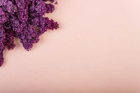 Lilac branches on a pink background. Spring background. Mockup. Lilac flowers.  Stock Photos