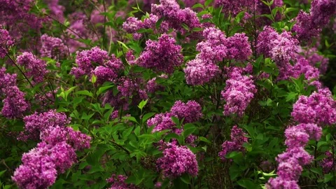 Lilac branches swaying in the wind Stock Footage 82040983