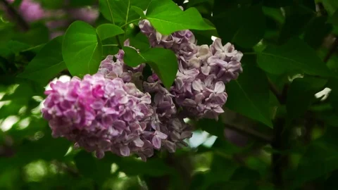 Lilac branches swaying in the wind Stock Footage 82040992