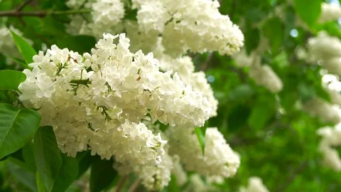 Lilac branches swaying in the wind Stock Footage 82041016