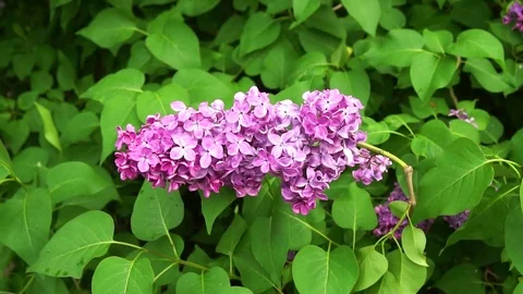 Lilac branches swaying in the wind Stock Footage 82041066