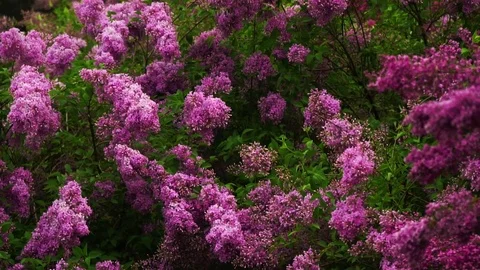 Lilac branches swaying in the wind Stock Footage 82224284