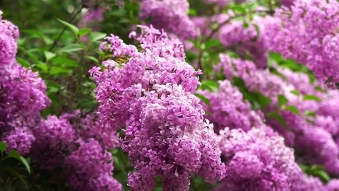 Lilac branches swaying in the wind Stock Footage 82224292