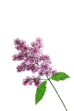 Lilac branches on a white background Stock Photos