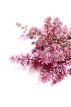 Lilac branches on a white background Stock Photos