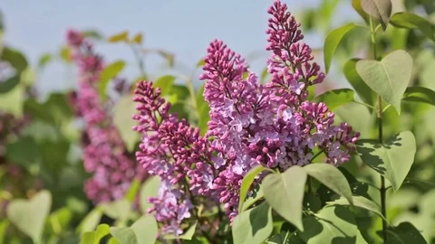 Lilac branches in the wind Video stock 70382488