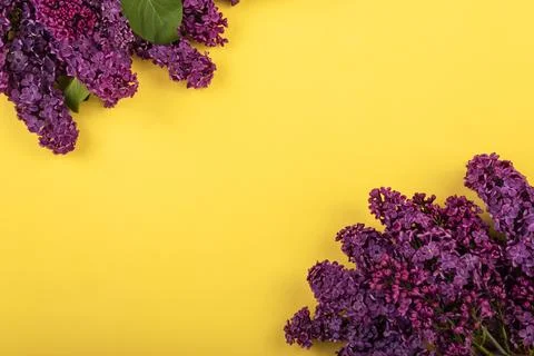 Lilac branches on a yellow background. Spring background. Mockup. Lilac flowers. Stock Photos