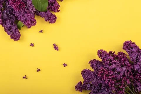 Lilac branches on a yellow background. Spring background. Mockup. Lilac flowers. Stock Photos
