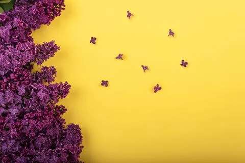 Lilac branches on a yellow background. Spring background. Mockup. Lilac flowers. 스톡 사진