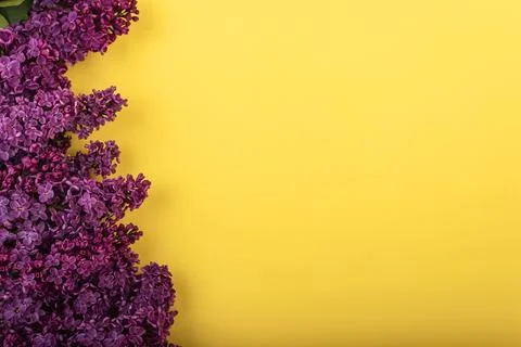 Lilac branches on a yellow background. Spring background. Mockup. Lilac flowers. Stock Photos