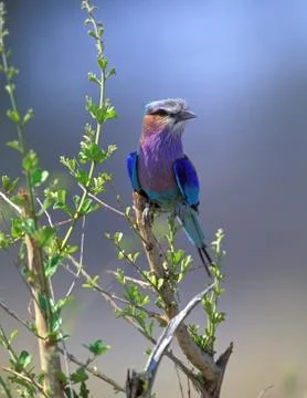Lilac-breasted rolle Foto stock
