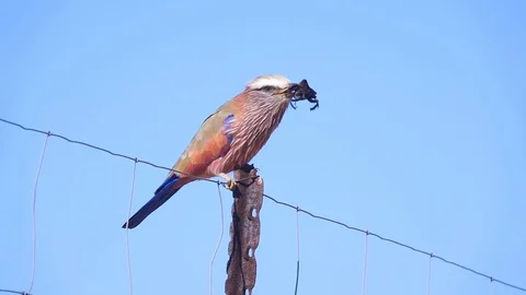 Lilac breasted roller bird flipping scarab beetle in slow motion 스톡 동영상 81417113
