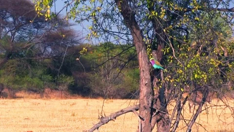 Lilac-Breasted Roller Bird. Okavango Delta, Moremi National Park, Botswana. Stock Footage 130245362