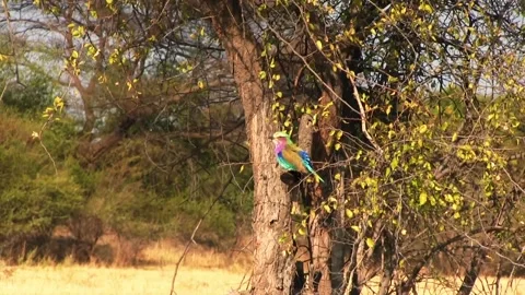 Lilac-Breasted Roller Bird. Okavango Delta, Moremi National Park, Botswana. 스톡 동영상 130245913