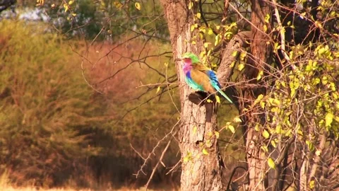 Lilac-Breasted Roller Bird. Okavango Delta, Moremi National Park, Botswana. Stock Footage 130245941