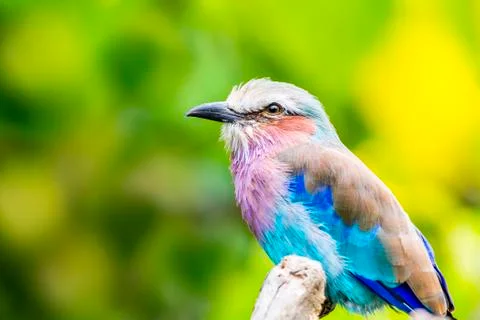 Lilac breasted roller bird Stock Photos