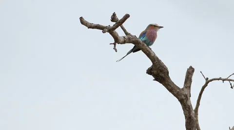 A Lilac-breasted roller bird sitting on a branch and then flying away Stock Footage 32013966