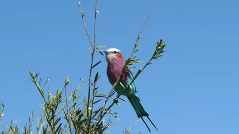 Lilac-breasted roller on a branch in Botswana Stock Footage 314234348