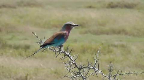 Lilac-breasted roller on a branch Stock Footage 22486797