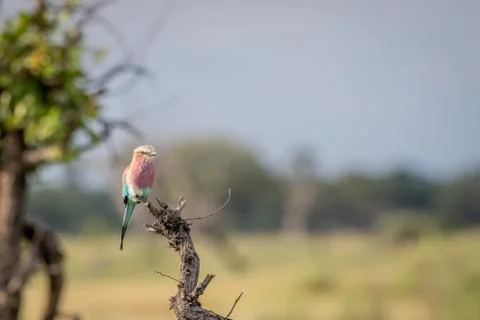 Lilac-breasted roller on a branch. Stock Photos