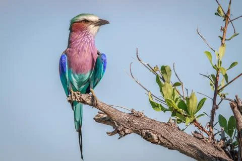 Lilac-breasted roller on a branch. Foto stock