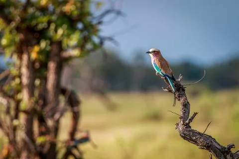 A Lilac-breasted roller on a branch. Stock Photos