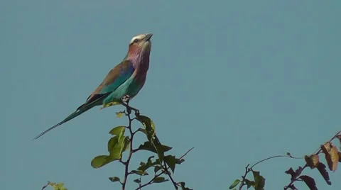 Lilac-breasted Roller calling while sitting on a branch Stock Footage 47877022