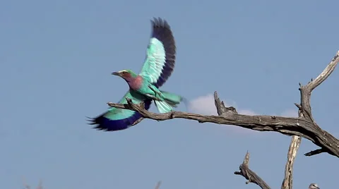 Lilac Breasted Roller, coracias caudata, Adult taking off from Branch Stock Footage