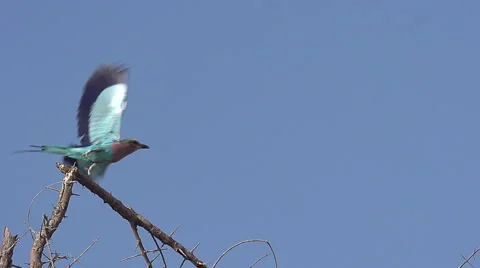 Lilac Breasted Roller, coracias caudata, Adult taking off from Branch Stock Footage