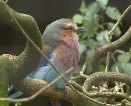 Lilac-breasted roller (Coracias caudatus) perched on a branch Video stock 50642829
