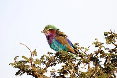 A lilac-breasted roller (coracias caudatus) perched on a tree in serengeti na Stock Photos