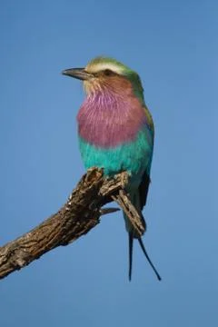 Lilac-breasted Roller (Coracias caudatus) perched on a tree Stock Photos