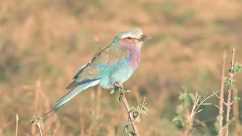 Lilac Breasted Roller dancing in wind on twig at sunset in Maasai Mara Stock Footage 99686175