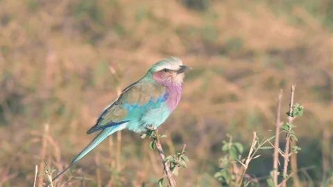 Lilac Breasted Roller dancing in wind on twig at sunset in Maasai Mara Stock Footage 99686270