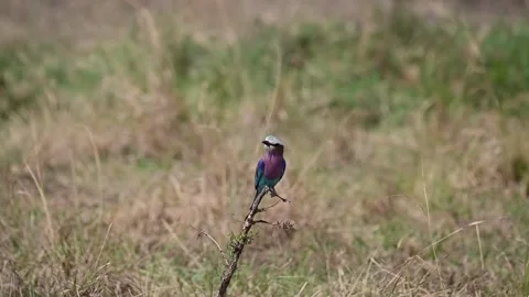 Lilac-breasted roller on a dry tree in Maasai Mara Stock Footage 319069422