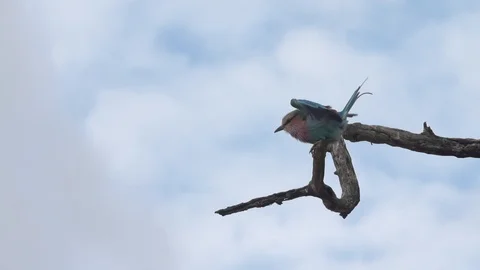 LILAC BREASTED ROLLER | EXT, MEDIUM, LOW ANGLE | 60fps | 1080p Stock Footage 105313085