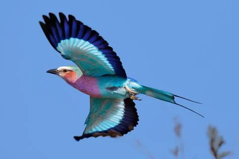 Lilac-breasted Roller in flight Foto stock