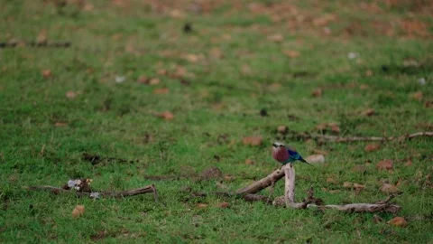 Lilac Breasted Roller Flying from Branch in African Savanna Wildlife Shot Stockbeeldmateriaal 328379096