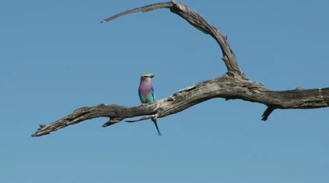 Lilac Breasted Roller 스톡 동영상 10914079