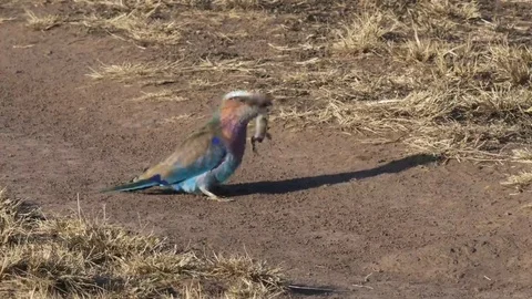 Lilac- breasted roller with a lizard in masai mara Stock Footage 69168503