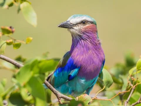 Lilac breasted roller in mopani tree Stock Photos