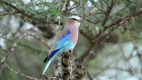 A Lilac Breasted Roller, Multi-Colored Bird Sits In A Tree On Tanzania, Africa. Vídeos de archivo 116380123