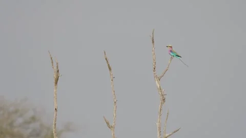 Lilac-breasted roller perched on bare branch, tail twitching in slow motion 動画素材 333839337