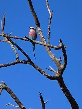 Lilac-Breasted Roller Perched on a Bare Branch Against Blue Sky Stock Photos