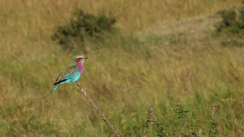 Lilac Breasted Roller Perched on Branch Stock Footage 108569351