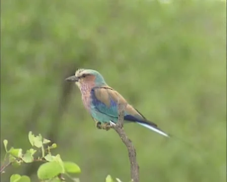 Lilac-breasted Roller perched on dead tree in Kruger National Park Stock Footage 22091992