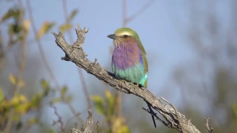 Lilac-Breasted Roller perched on a dead branch Stock Footage 83839923
