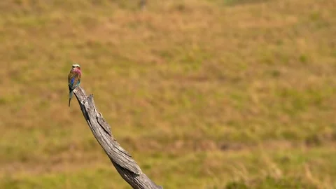 Lilac-Breasted Roller Perched on a Dry Tree Branch Above the African Savannah Stock Footage 343803593