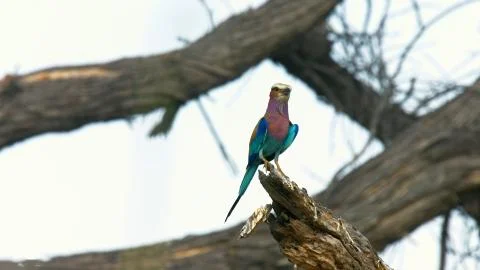 Lilac Breasted Roller Perched Stock Photos