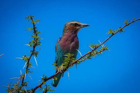 Lilac-breasted Roller Perched on Thorny Branch Against Blue Sky. Stock Photos